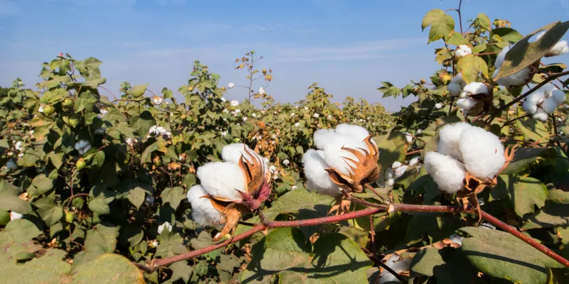 GM Cotton Seeds Under Watch: Agriculture Department Alerts 13 Districts